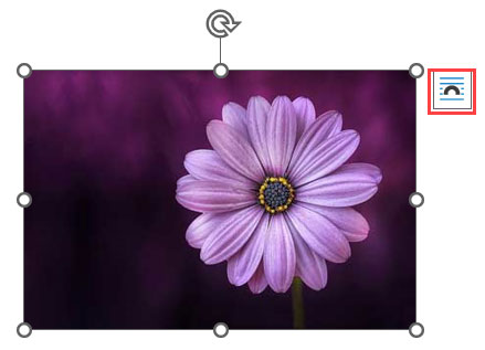 Selected flower image in Word with Layout Options icon at its top-right corner.